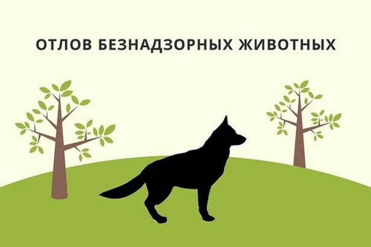Отлов бездомных животных. Отлов бездомных животных.